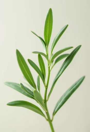 Dragoncello essiccato e in polvere su superficie da cucina